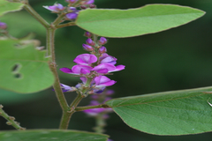 Desmodium velutinum